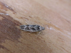 Caryocolum fischerella