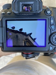 Columba livia domestica