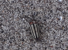 Disonycha pensylvanica