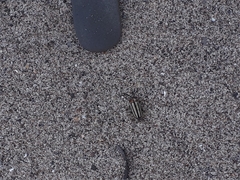 Disonycha pensylvanica