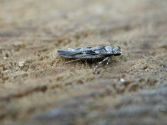 Caryocolum fischerella