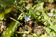 Campanula californica