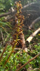 Dactylorhiza viridis