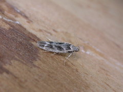 Caryocolum fischerella