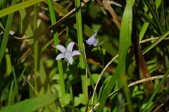 Campanula californica