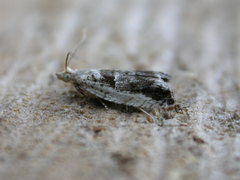 Epinotia ramella