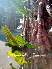 Microgramma mortoniana