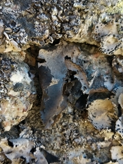 Umbilicaria subglabra