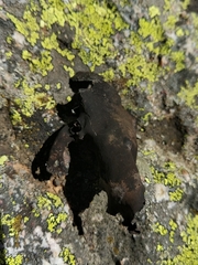 Umbilicaria subglabra