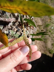 Microgramma mortoniana