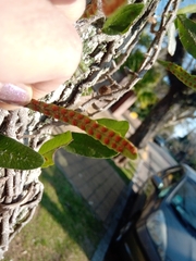 Microgramma mortoniana