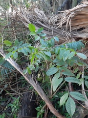 Centrolobium microchaete