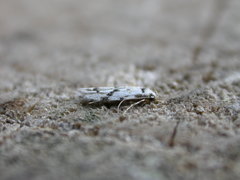 Stenolechia gemmella