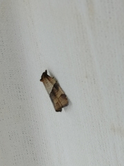 Philedone gerningana