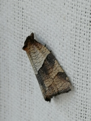 Philedone gerningana