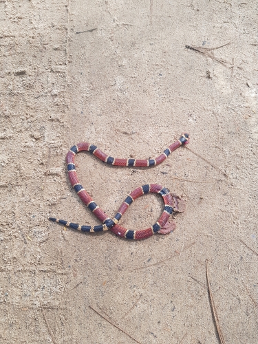 Peru Coralsnake