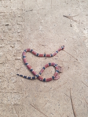 Peru Coral Snake photo 4