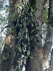 Rhipsalis pachyptera