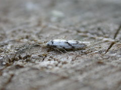 Stenolechia gemmella