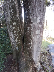 Centrolobium microchaete