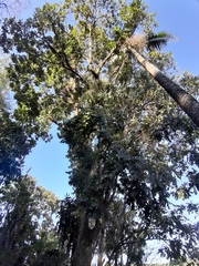 Centrolobium microchaete