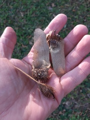 Centrolobium microchaete