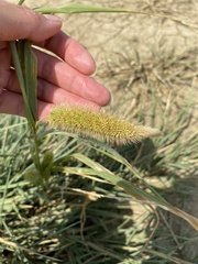 Setaria italica