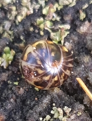 Glomeridae