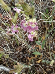 Silene scouleri