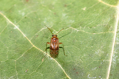 Pinalitus cervinus