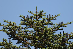 Abies homolepis