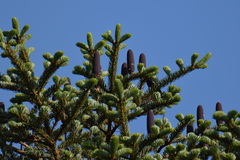 Abies homolepis