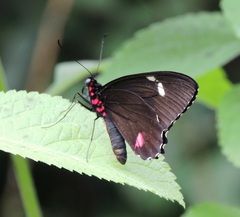 Parides childrenae