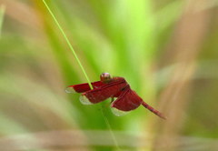Neurothemis fluctuans