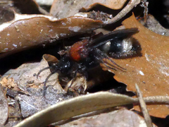 Ronisia