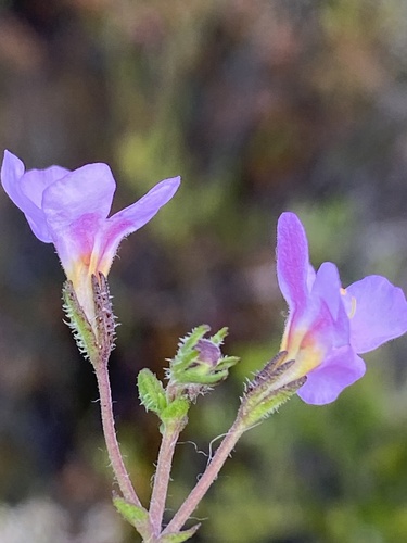 Chaenostoma placidum (Chaenostoma placidum)
