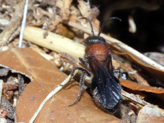 Ronisia