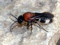 Ronisia