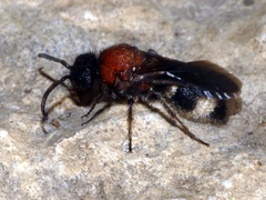 Ronisia
