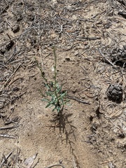 Polygonum sawatchense