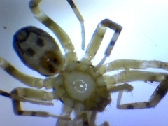 Phrurotimpus alarius