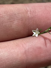 Polygonum sawatchense