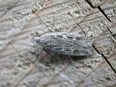 Gelechia sabinellus