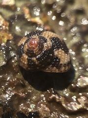 Clanculus cruciatus