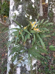 Pleopeltis pleopeltifolia