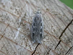 Gelechia sabinellus