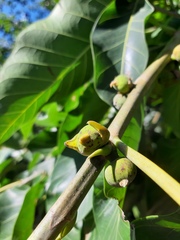 Ficus enormis
