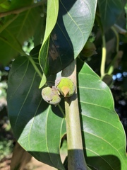 Ficus enormis