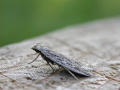 Gelechia sabinellus