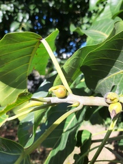 Ficus enormis